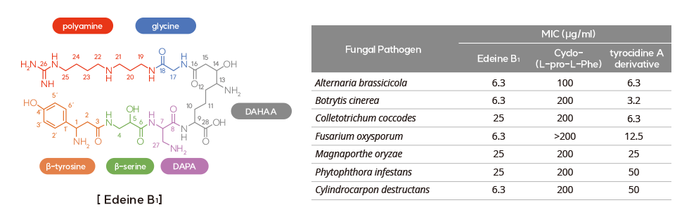 Edeine B1 (EB1)