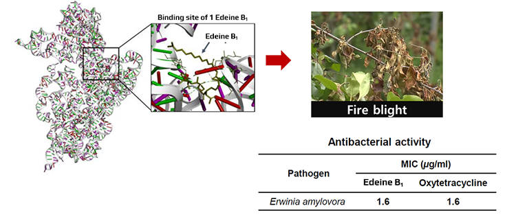 Edeine B1 (EB1)
