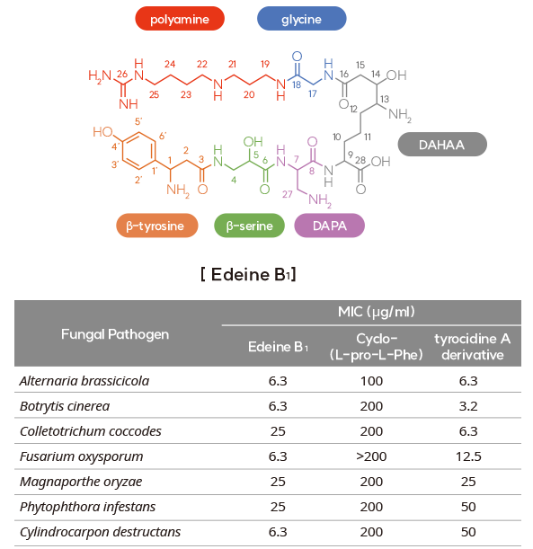 Edeine B1 (EB1)